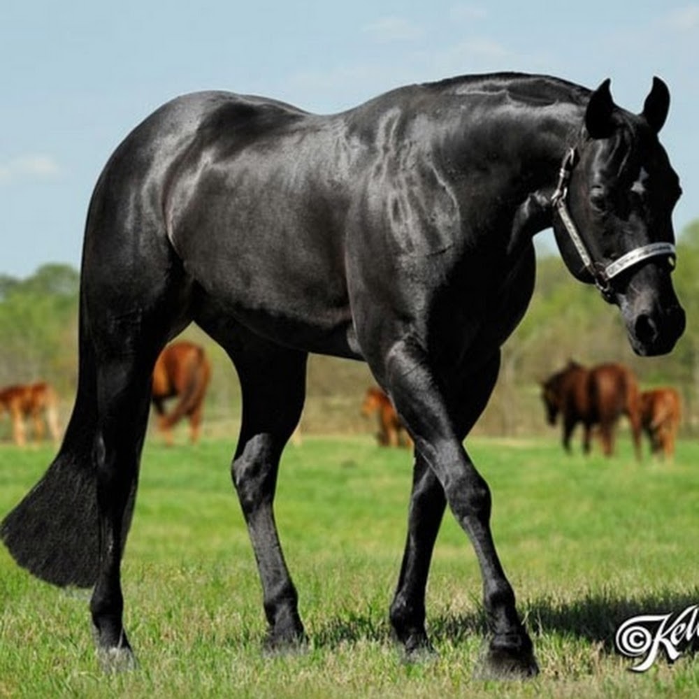 Meet your Posher, Ally